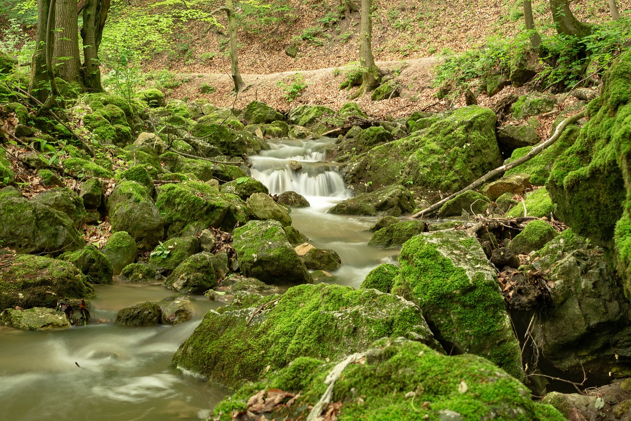 A scenic path in the forest