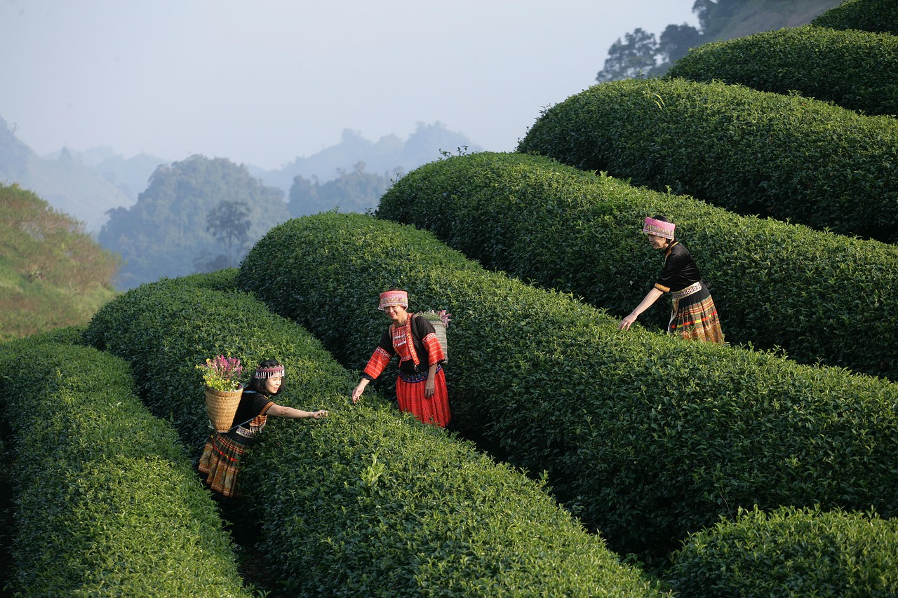 Visitors exploring the dense foliage